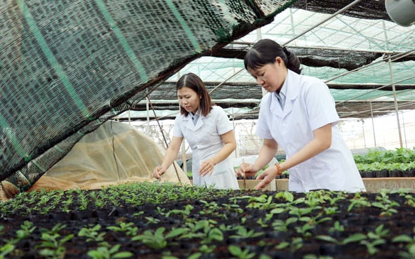 Nhân giống cây cà-phê theo phương pháp nuôi cấy mô tế bào tại Viện Khoa học kỹ thuật nông lâm nghiệp Tây Nguyên. Ảnh: NGUYỄN GIA