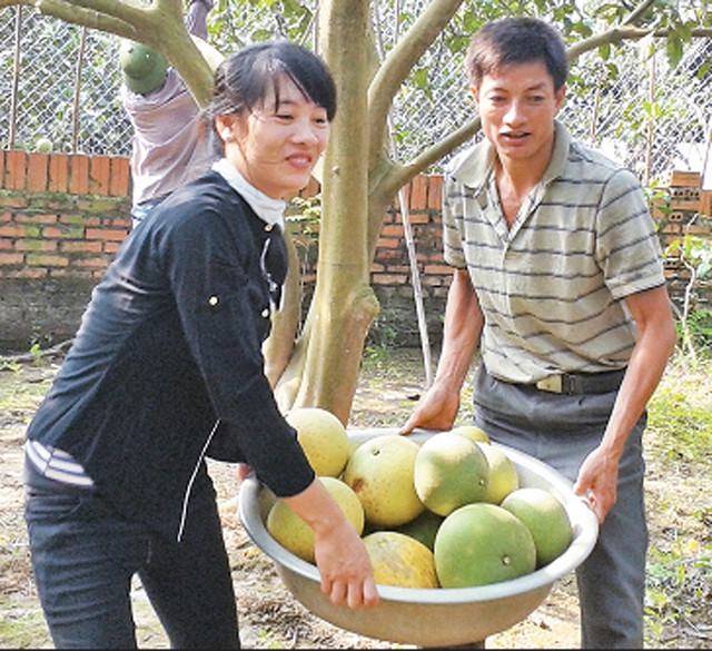 Gia đình anh Ngô Văn Dương thu hoạch bưởi Quế Dương tại vườn nhà.