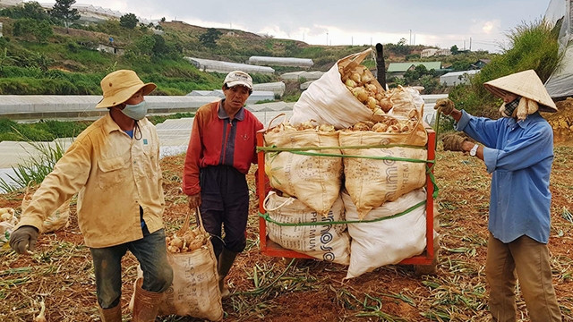 Mùa hành tây “cay mắt” với nhà nông Đà Lạt.