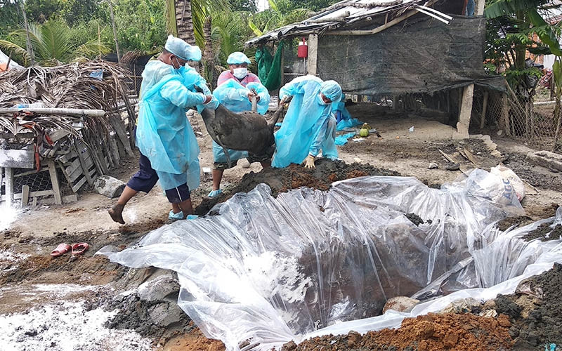 Tiêu hủy lợn bị nhiễm dịch tả lợn châu Phi ở Vĩnh Long. (ẢNH: BÁ DŨNG)