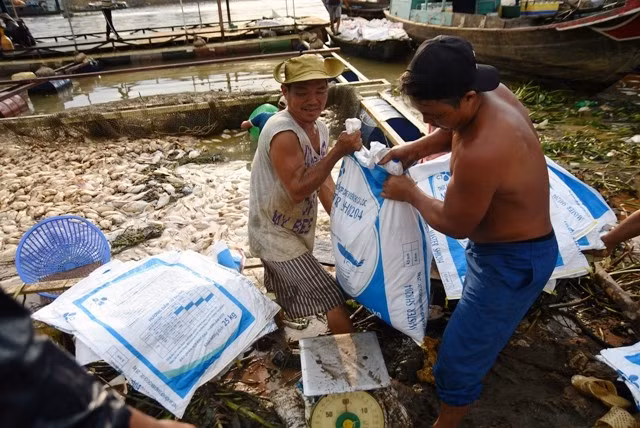 Người nuôi cá trên sông La Ngà vớt số cá chết trong bè.