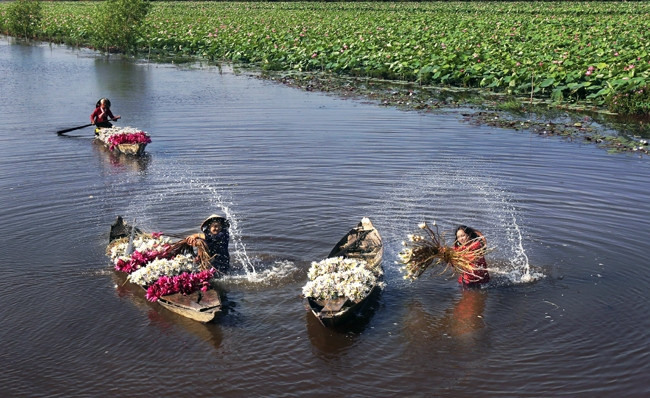 Những chiếc xuồng gỗ là phương tiện mưu sinh của người nông dân mùa nước nổi. Ảnh: NGUYỄN CÔNG TOẠI 