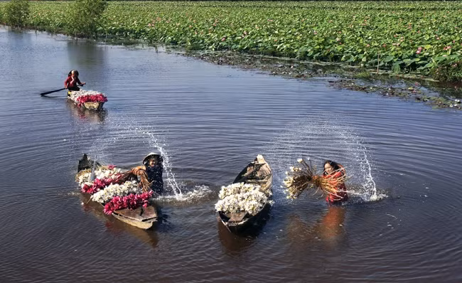 Những chiếc xuồng gỗ là phương tiện mưu sinh của người nông dân mùa nước nổi. Ảnh: NGUYỄN CÔNG TOẠI 