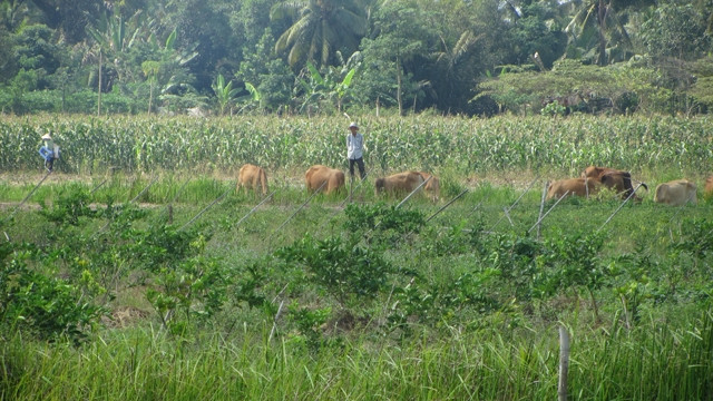 Nông dân chăn thả bò trên phần đất bỏ hoang sau khi san lấp mặt bằng của KCN Hưng Phú 1.