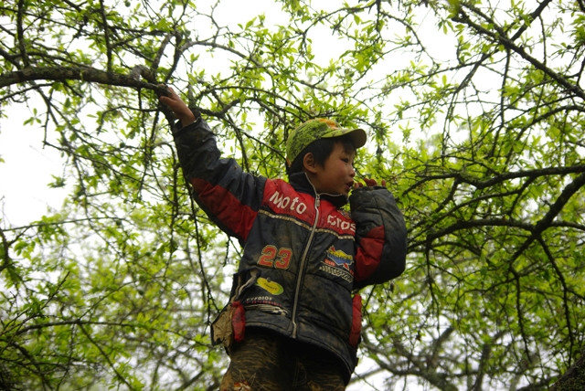 Không ít trẻ em ở Mộc Châu phải bỏ học, mưu sinh bằng cách hái đào, mận bán cho khách du lịch.