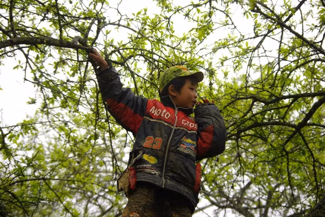 Không ít trẻ em ở Mộc Châu phải bỏ học, mưu sinh bằng cách hái đào, mận bán cho khách du lịch.