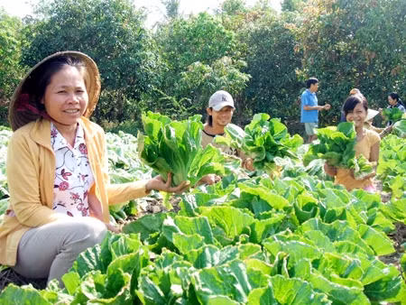 Nông dân Trà Vinh thu hoạch rau.
