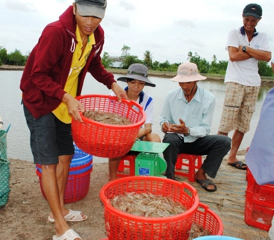 Nông dân Cà Mau thu hoạch tôm sú.