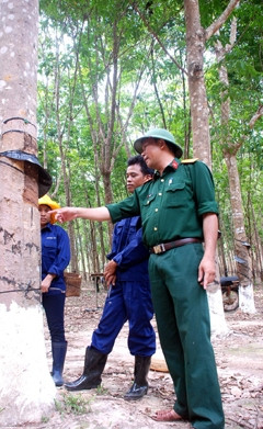 Cán bộ Đội 4 (Công ty 78) hướng dẫn công nhân người dân tộc thiểu số ở xã biên giới Mô Rai cạo mủ cao-su.