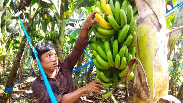 Nhiều nông dân trồng chuối già hương ở Đồng Nai đang đứng bên bờ vực phá sản.