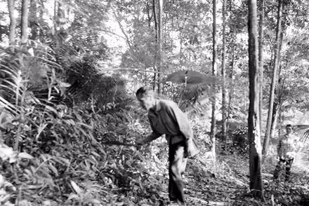 Ông Vi Văn Thi chăm sóc rừng trồng.