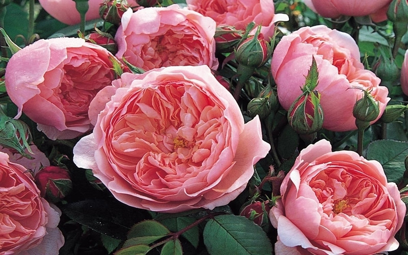 Hồng David Austin, giống hồng đắt đỏ bậc nhất thế giới.