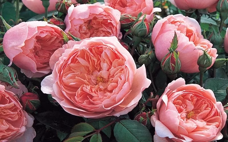 Hồng David Austin, giống hồng đắt đỏ bậc nhất thế giới.