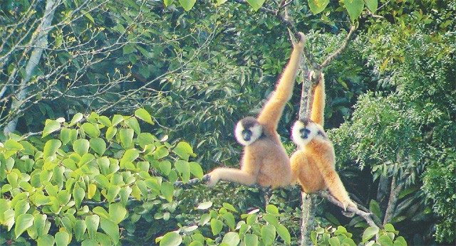 Vượn cao vít, một trong những loài linh trưởng hiếm nhất trên thế giới, tại khu rừng Trùng Khánh (Cao Bằng). Ảnh: Tổ chức FFI cung cấp