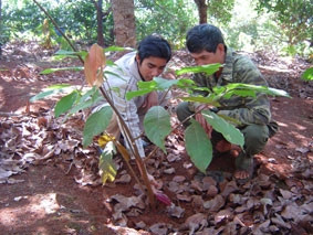 Kỹ sư Phạm Tấn Minh, cán bộ kỹ thuật
Phòng Huấn luyện chuyển giao Trung tâm
Khuyến nông tỉnh Đác Nông hướng dẫn kỹ
thuật