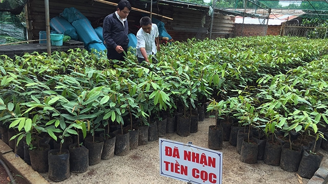 Do nhu cầu cây giống tăng cao, người dân đã đặt cọc tiền mua cây giống tại một cơ sở bán cây giống sầu riêng ở xã Hòa Thắng, TP Buôn Ma Thuột, tỉnh Đác Lắc.