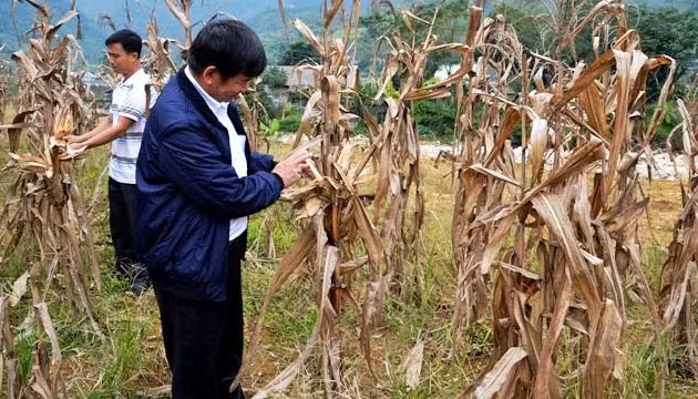 Ông Đỗ Bá Vọng- Phó Tổng giám đốc Công ty cổ phần Giống cây trồng trung ương (áo xanh) kiểm tra ngô VN10 trồng đầu tháng 6, không kết hạt, ở xã Bản Hồ (Sa Pa- Lào Cai).
