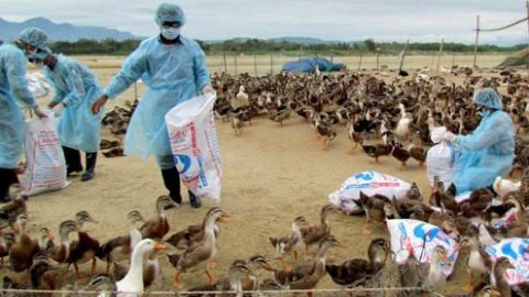 Xuất hiện virus cúm A H5N6 trên động vật 