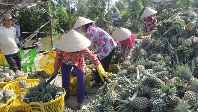 Thu hoạch khóm ở xã Hỏa Tiến, TP Vị Thanh