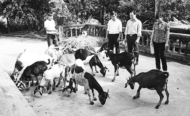 Mô hình chăn nuôi dê sinh sản tại Ninh Bình.