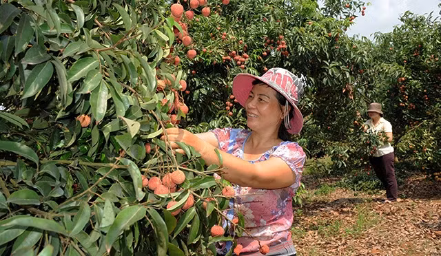 Vải thiều Lục Ngạn trồng trong vùng chỉ dẫn địa lý tại huyện Lục Ngạn, Bắc Giang. Ảnh: THANH HẢI