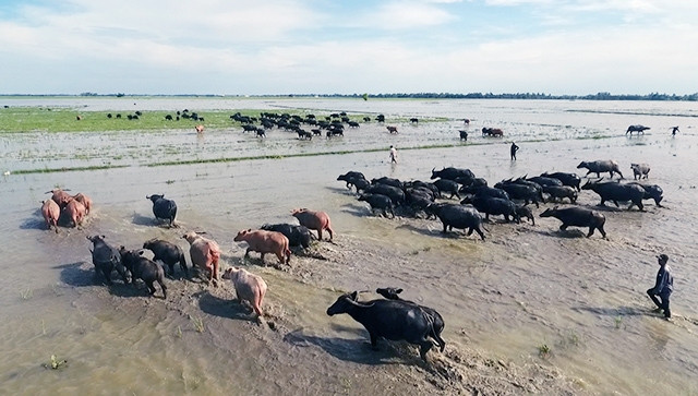  Ðàn trâu trên cánh đồng nước nổi xã Tân Công Chí, huyện Tân Hồng, tỉnh Ðồng Tháp. 