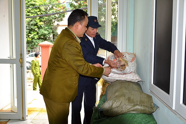 Lực lượng chức năng tỉnh Lào Cai bắt giữ hơn 700 kg cánh gà, chân giò lợn không rõ nguồn gốc, nhập lậu qua biên giới.