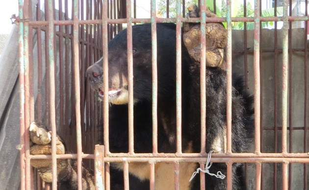 Chú gấu duy nhất còn sống sót của trại gấu 41 con.