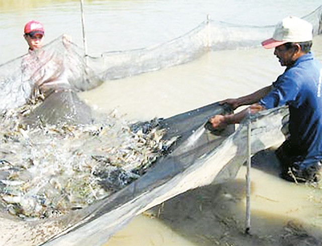 Nông dân huyện Cầu Ngang (Trà Vinh) thu hoạch tôm. Ảnh: HÒA AN