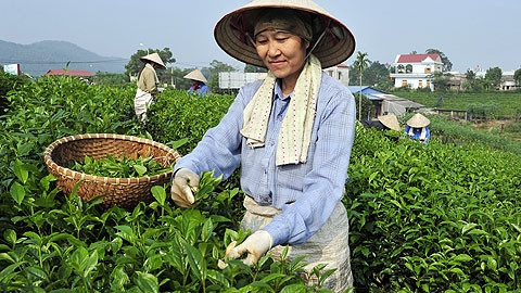 Thu hái chè Tân Cương. Ảnh: Đăng Hồng