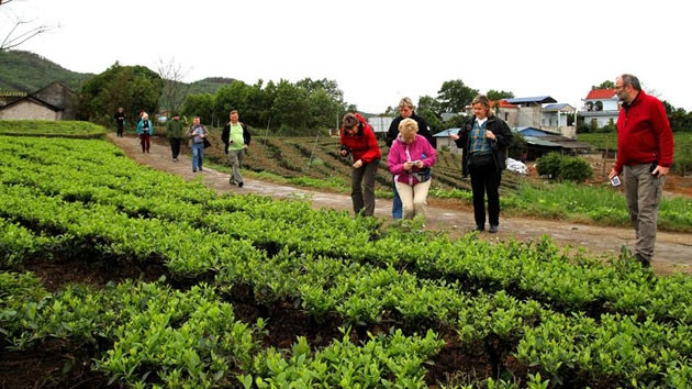 Khách du lịch quốc tế tham quan vùng chè Tân Cương - Thái Nguyên.