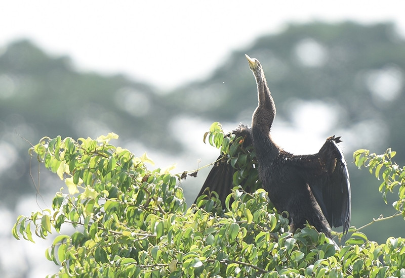 Đàn chim cổ rắn quý hiếm bất ngờ về khu du lịch Bửu Long trong những ngày gần đây. 