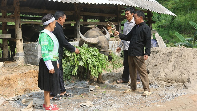 Ông Sùng Văn Lý (ngoài cùng, bên phải) trao đổi cùng bà con kinh nghiệm vỗ béo trâu, bò.