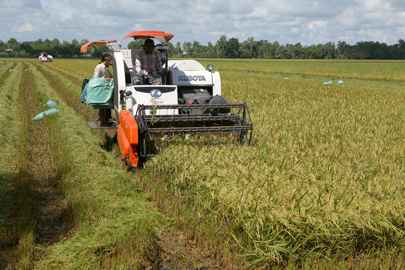 Thu hoạch lúa trên cánh đồng lớn huyện Vị Thủy (Hậu Giang).