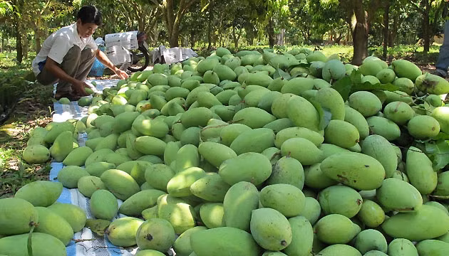 Những đống xoài cát Hòa Lộc cao ngút nhưng chỉ loại I (khoảng 20%) mới có thể bán được.