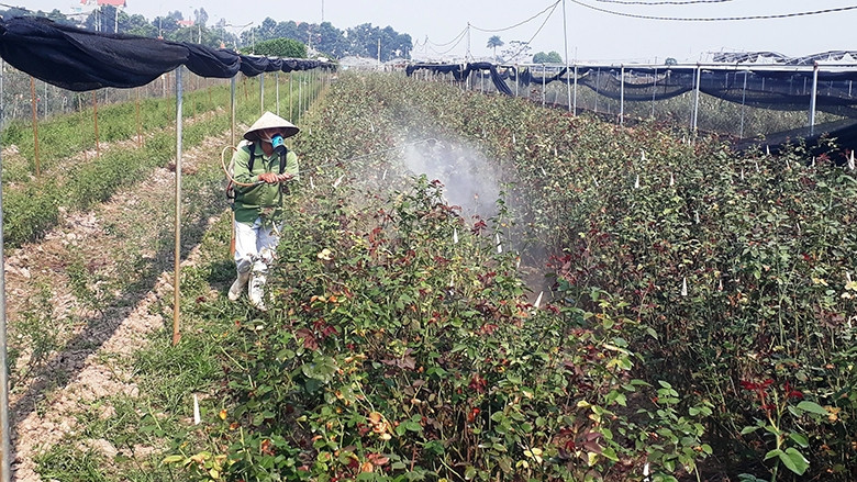 Người dân xã Mê Linh (Mê Linh, Hà Nội) phải phun nhiều lần một tháng vì sâu bệnh kháng thuốc.