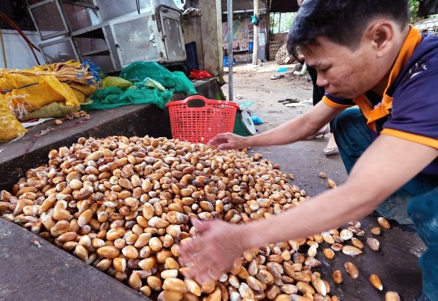 Giá hạt sầu riêng tăng đột biến.