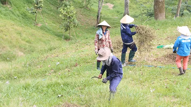Một nhóm nhân công đang dọn cỏ hoang bên sườn núi Thiên Bút.