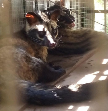 Số cá thể cầy vòi hương còn sống được cứu hộ, chăm sóc kịp thời.