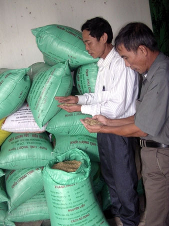 Nhờ đưa giống lúa chất lượng cao vào đồng ruộng, huyện miền núi Nho Quan bảo đảm lương thực trong tháng giáp hạt.