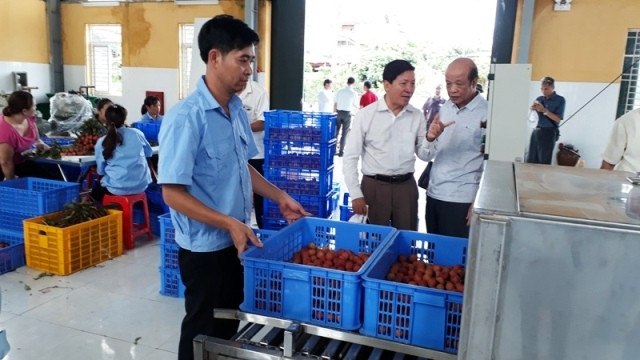 Đưa quả vải vào dây chuyền sơ chế, bao gói.