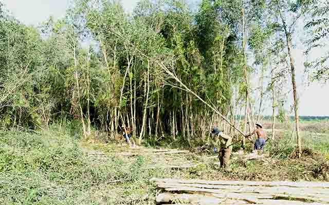 Sau khi chuyển đổi thành công ty cổ phần, Công ty TNHH Một thành viên U Minh Hạ (Cà Mau) đang đề xuất chuyển thành Công ty TNHH Hai thành viên. Trong ảnh: Khai thác gỗ rừng trồng tại công ty.
