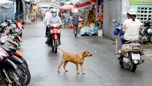 Ảnh: QUANG ĐỊNH