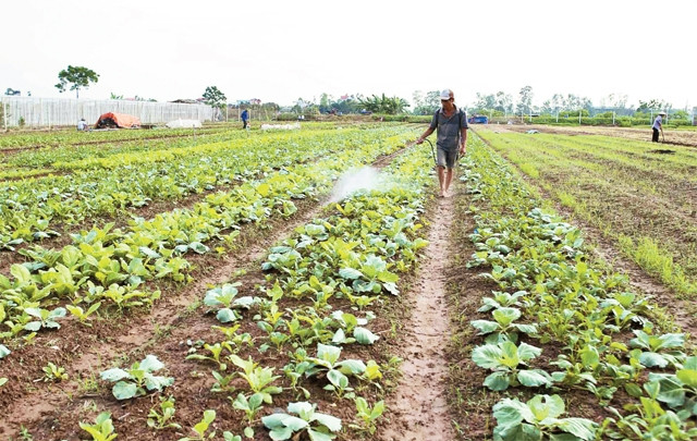 Vùng sản xuất rau an toàn ở xã Yên Mỹ, huyện Thanh Trì. Ảnh: VŨ SINH