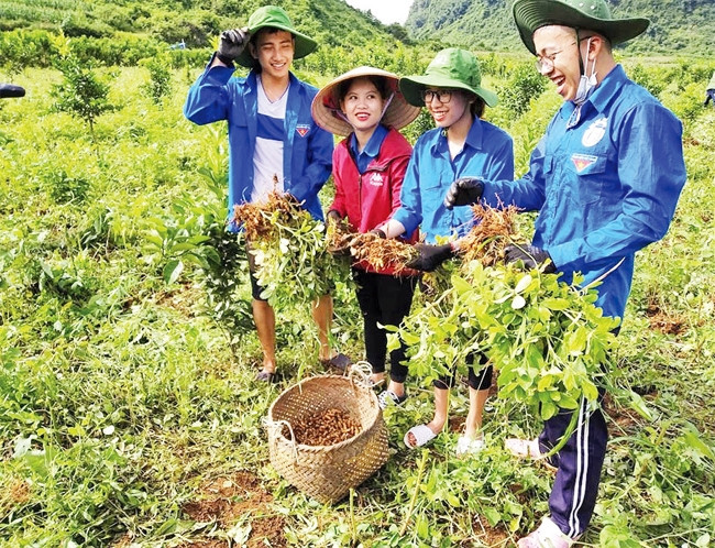 Các thành viên Câu lạc bộ thủ lĩnh đoàn Học viện Ngân hàng cùng người dân xã Gia Lộc, huyện Chi Lăng, Lạng Sơn thu hoạch cây trồng.