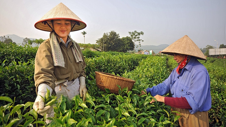Thu hoạch chè ở xã Tân Cương (TP Thái Nguyên). Ảnh: ANH MINH