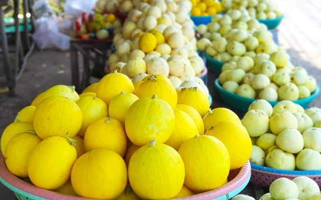 Mùa dưa Hoàng Kim