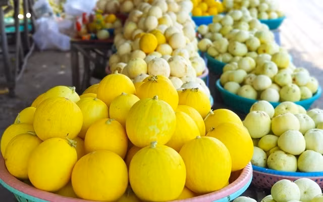 Mùa dưa Hoàng Kim