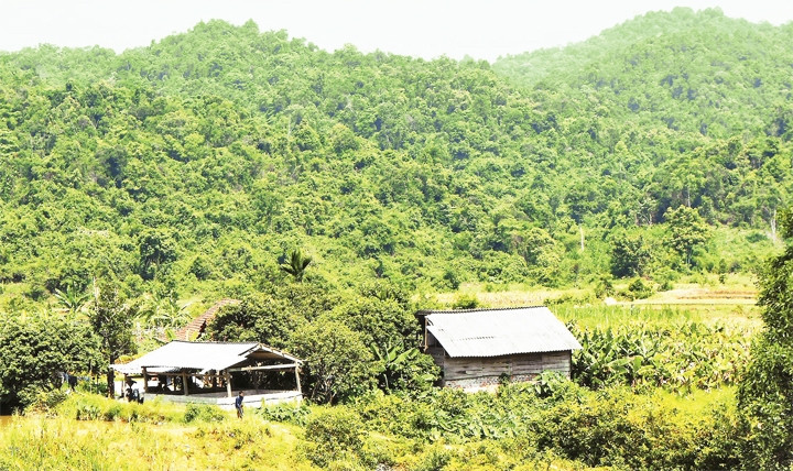 Rừng ở huyện Lệ Thủy (Quảng Bình) luôn được bảo vệ, chăm sóc, phát triển.