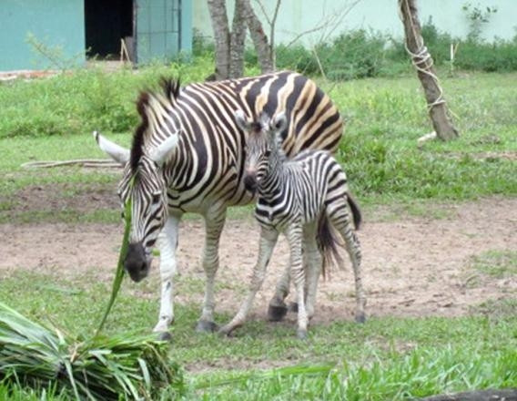 Hai mẹ con ngựa vằn.